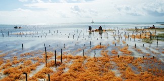 Zanzibar Seaweed Plantation